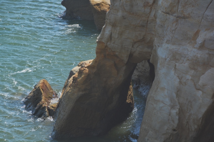 rock formations of Cape Kiwanda
